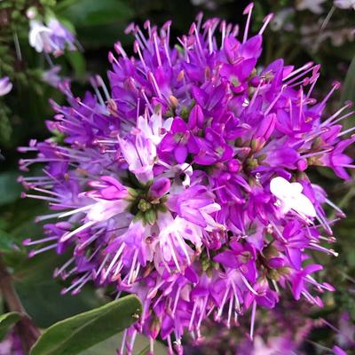 Hebe 'Inspiration' – Veronikacserje