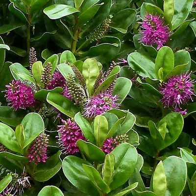 Hebe 'New Zealand' – Veronikacserje