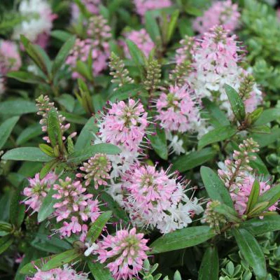 Hebe 'Nicola's Blush' – Veronikacserje