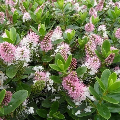 Hebe 'Oratia Beauty' – Veronikacserje