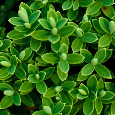 Hebe pinguifolia – Vaskoslevelű veronikacserje