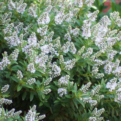 Hebe 'White Gem' – Veronikacserje