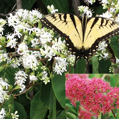 Heptacodium miconioides – Hétfiúvirágcserje