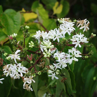Heptacodium miconioides 'Temple of Bloom' – Hétfiúvirágcserje