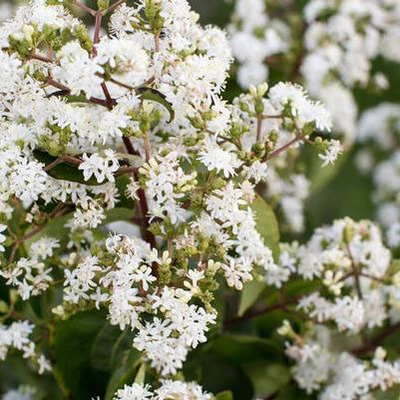 Heptacodium miconioides 'Tianshan' – Hétfiúvirágcserje