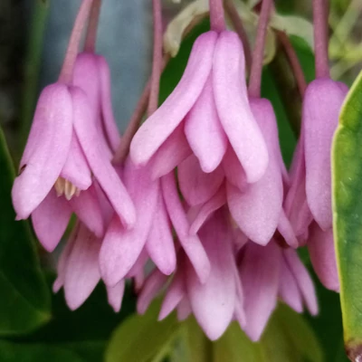 Holboellia latifolia (syn.: Stauntonia latifolia) – Himalájai mézszirom vagy széleslevelű mézszirom