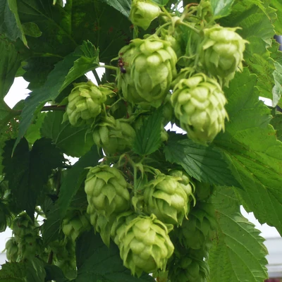Humulus lupulus 'Smaragd' – Felfutó komló, sörkomló