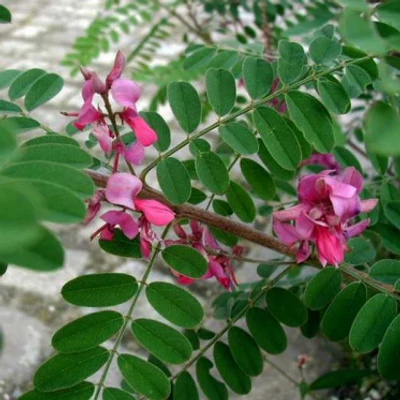 Indigofera heterantha 'Gerardiana' – Himalájai indigócserje