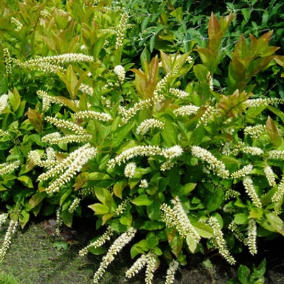 Itea virginica 'Little Henry' – Görögtűz