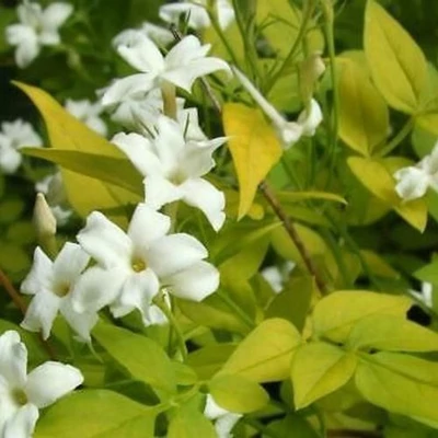 Jasminium officinale 'Sunbeam'® – Jázmin