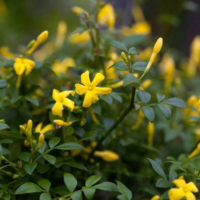 Jasminum fruticans – Cserjés jázmin