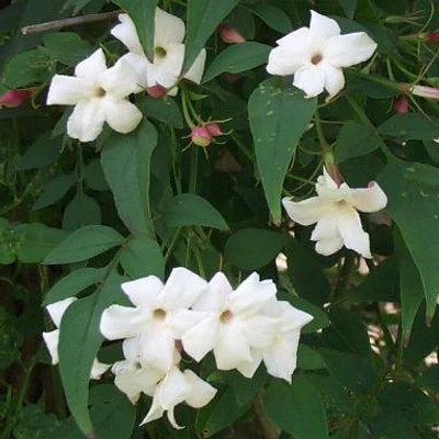 Jasminum officinale 'Affine' – Jázmin