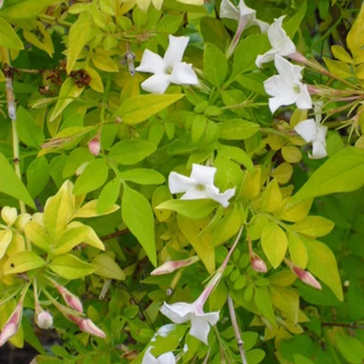 Jasminum officinale 'Fiona Sunrise' – Jázmin