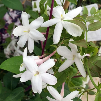 Jasminum officinale – Jázmin
