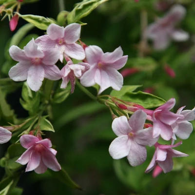 Jasminum stephananse – Illatos rózsaszínű jázmin