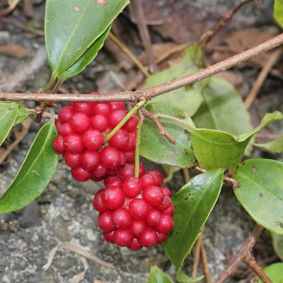 Kadsura japonica – Japán kazura