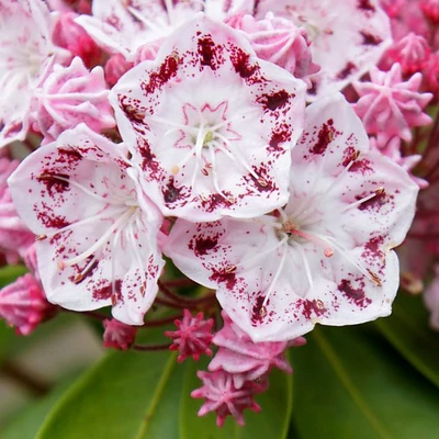 Kalmia 'Ginkona' – Pompás hegyi rododendron