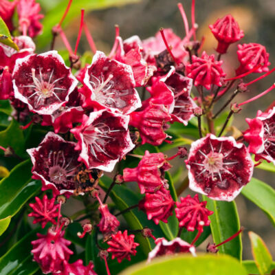 Kalmia 'Kaleidoscope' – Pompás hegyi rododendron