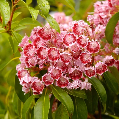 Kalmia latifolia 'Little Linda' – Pompás hegyi rododendron