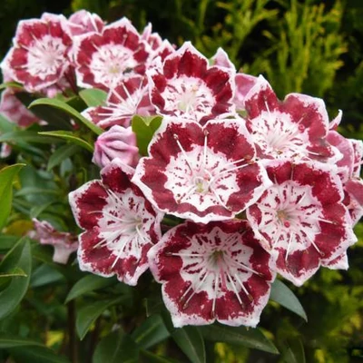 Kalmia latifolia 'Minuet' – Pompás hegyi rododendron