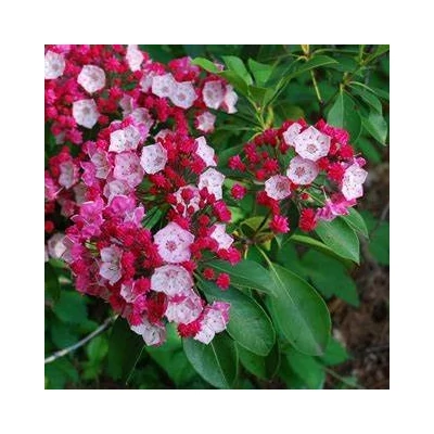 Kalmia latifolia 'Olympic Fire' – Pompás hegyi rododendron