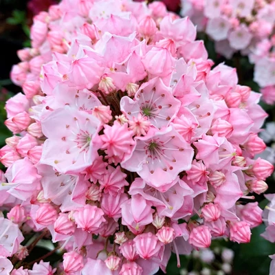 Kalmia latifolia 'Tiddlywinks' – Pompás hegyi rododendron