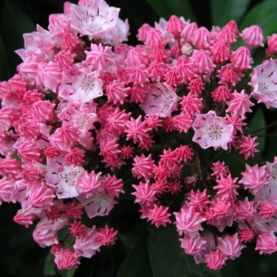 Kalmia latifolia 'You Can' – Pompás hegyi rododendron