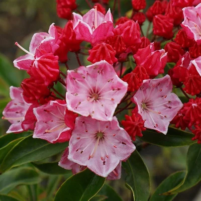 Kalmia 'Ostbo Red' – Pompás hegyi rododendron
