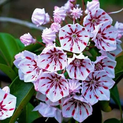 Kalmia 'Peppermint' – Pompás hegyi rododendron