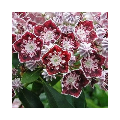 Kalmia 'Sterntaler' – Pompás hegyi rododendron