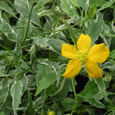 Kerria japonica 'Picta' – Tarkalevelű boglárkacserje