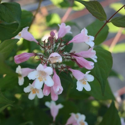 Kolkwitzia amabilis 'Rosea' – Rózsaszín virágú viráglonc