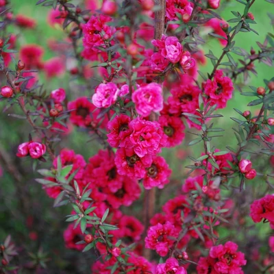 Leptospermum scoparium 'Kiwi' – Új-zélandi teafa