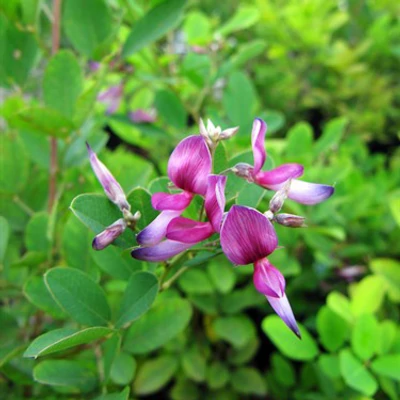 Lespedeza bicolor – Kétszínű lednekfürt