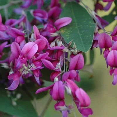 Lespedeza bicolor 'Summer Beauty' – Kétszínű lednekfürt
