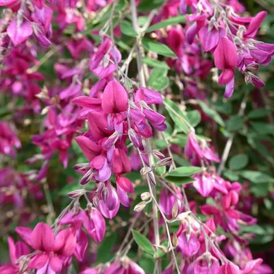 Lespedeza thunbergii – Kései bokorhere, bókoló bokorhere