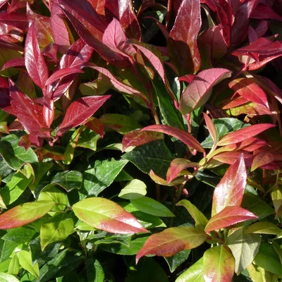 Leucothoe axillaris 'Zeblid (syn. Scarletta') – Fürtöshanga