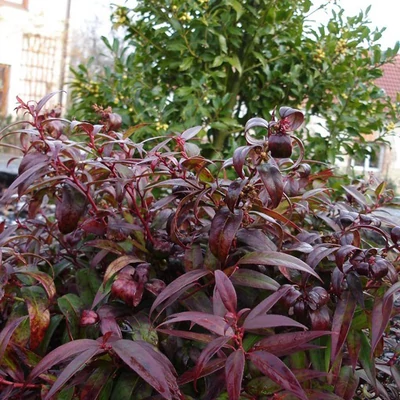 Leucothoe keiskei 'Royal Ruby' – Fürtöshanga