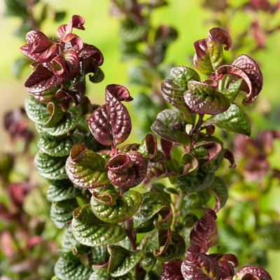 Leucothoe axillaris 'Curly Red'® – Fürtöshanga
