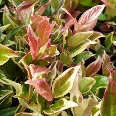 Leucothoe 'Color Diamond' – Fürtöshanga