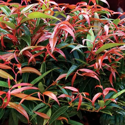 Leucothoe keiskei 'Burning Love'® – Fürtös hanga