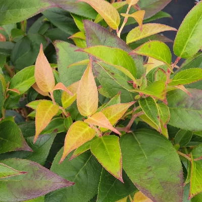 Leucothoe 'Lovita' – Fürtöshanga