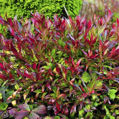 Leucothoe 'Red Lips' – Fürtöshanga