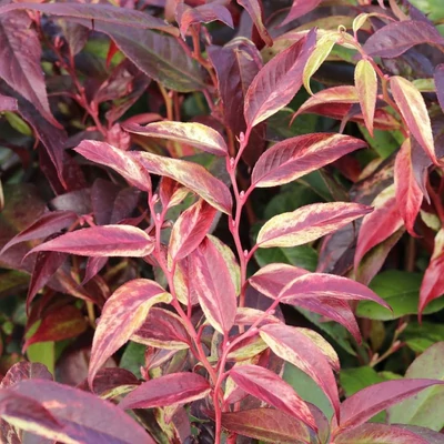 Leucothoe walteri 'Rainbow' – Tarka lombú fürtöshanga