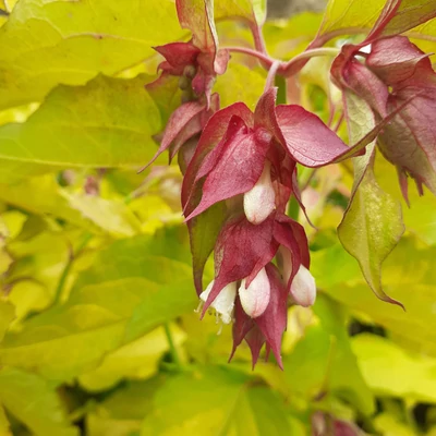 Leycesteria formosa 'Golden Lanterns'® (syn.: 'Notbruce') – Himalájai dudváslonc