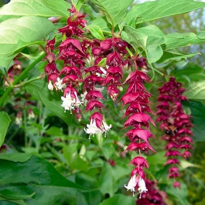 Leycesteria formosa 'Purple Rain' – Himalájai dudváslonc