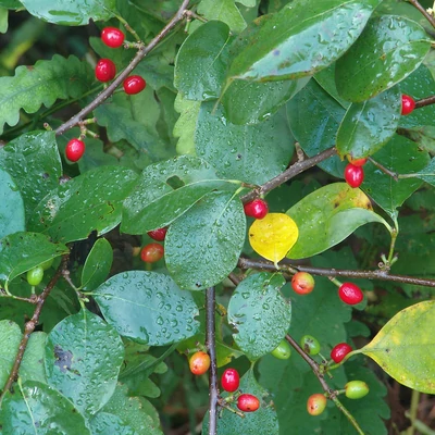 Lindera benzoin