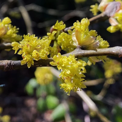 Lindera obtusiloba