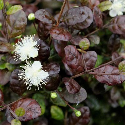 Lophomyrtus 'Purpurea Nana' – Törpe mirtuszcserje