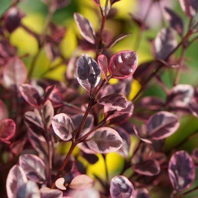 Lophomyrtus × ralphii 'Magic Dragon' – Mirtuszcserje